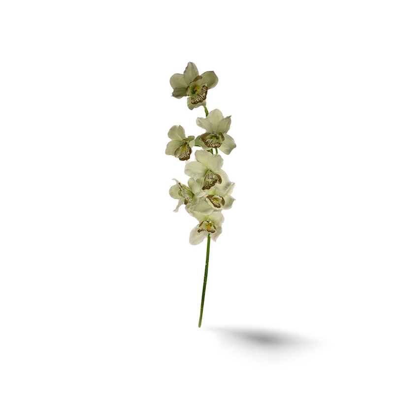 Orchidej 65cm mix barev (12ks/bal)